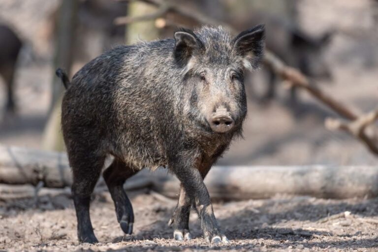 cinghiale-battuta-caccia-morto