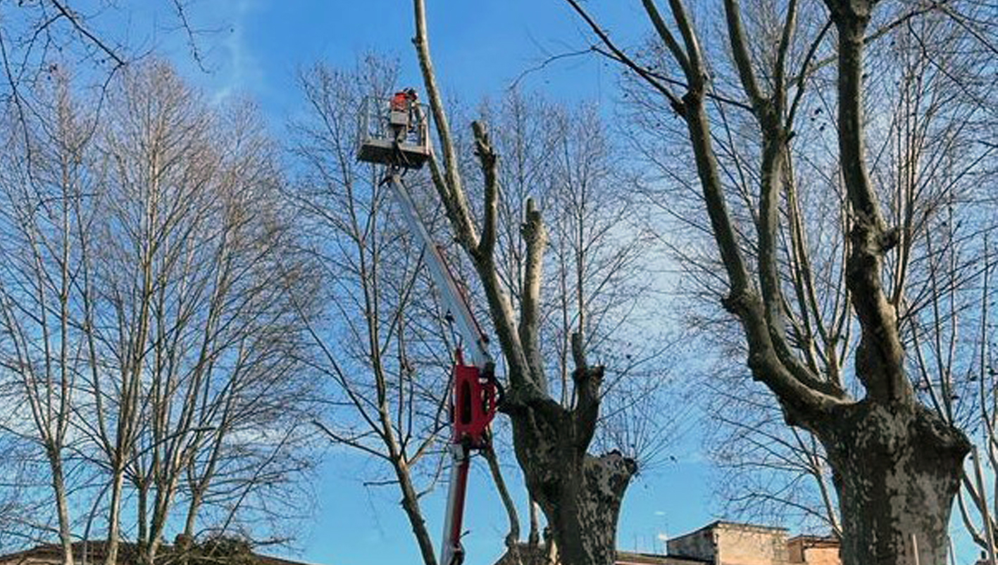 Frosinone, potature nei quartieri urbani 01