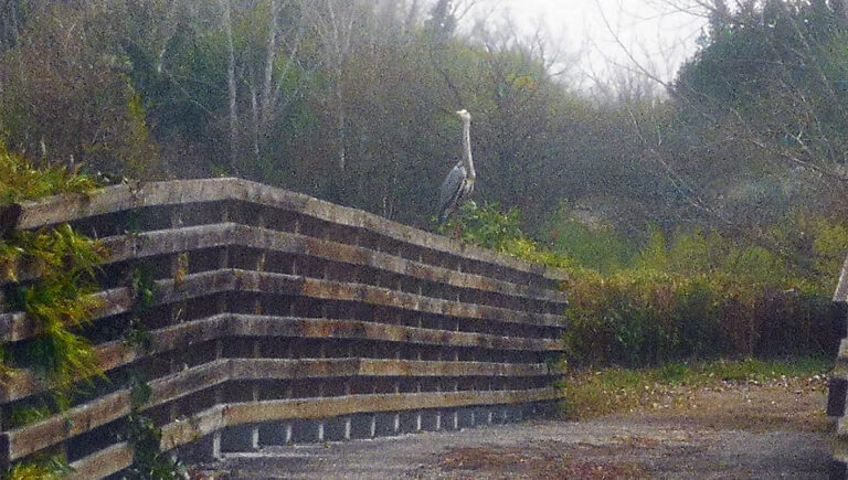 Paliano – Domenica 27 marzo giornata ecologica al parco “La Selva”