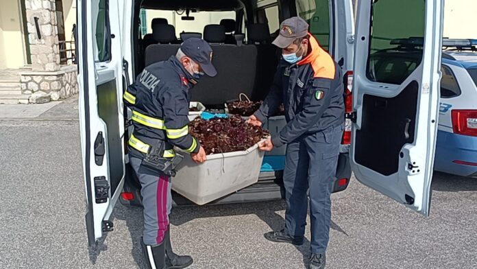 foto ricci di mare 1 ricci-prodotti-ittici-polizia-cassino-gaeta