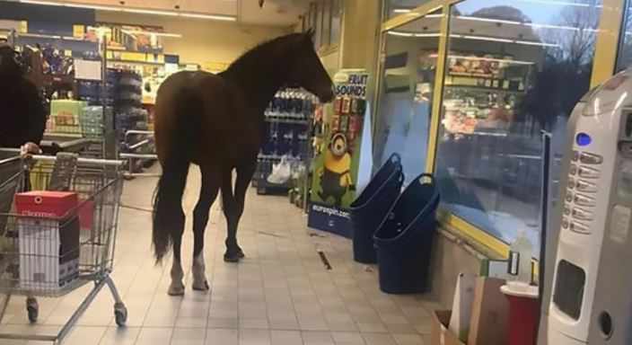 (VIDEO) Sardegna – Un cavallo al supermercato: giro tra gli scaffali e “ricordino” alle casse