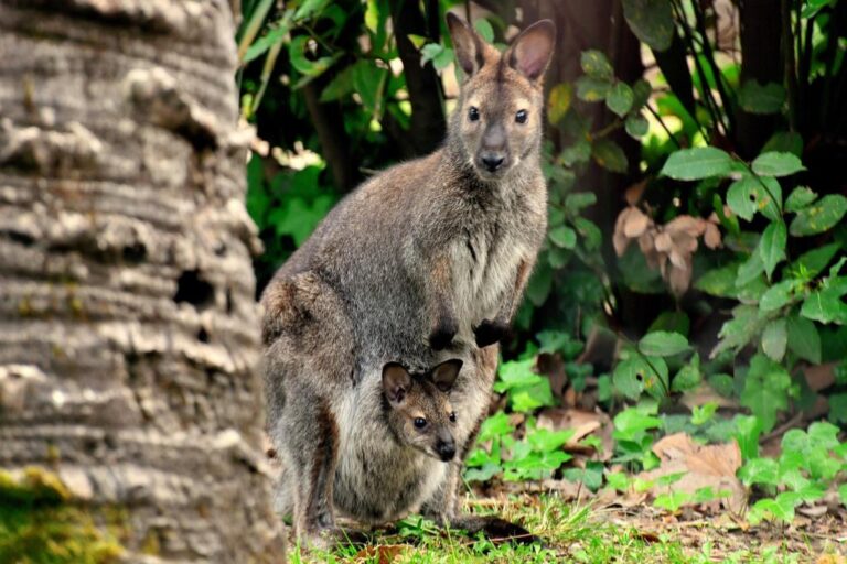 Al Bioparco c’è una mamma in più: è nato un canguro di Bennett