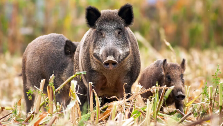 Confagricoltura Frosinone – Mais ancora in declino a causa dei danni da fauna selvatica. L’appello della Confederazione alla politica