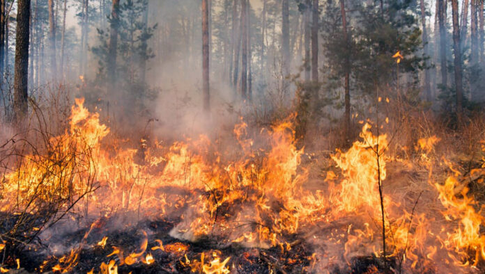incendi estivi - SITO
