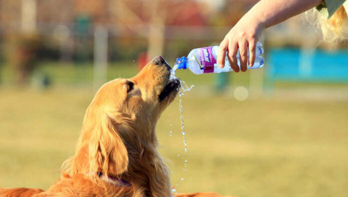 Come proteggere i propri animali dal caldo torrido - SITO