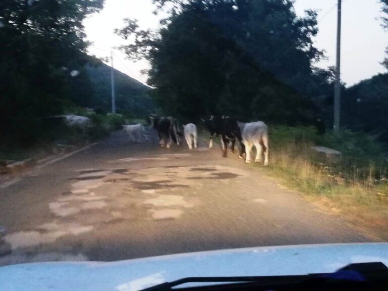 Collepardo – Mucche e cavalli attaccano di notte terreni e abitazioni