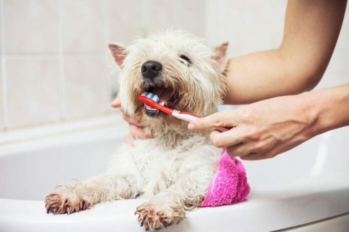 lavare i denti al cane