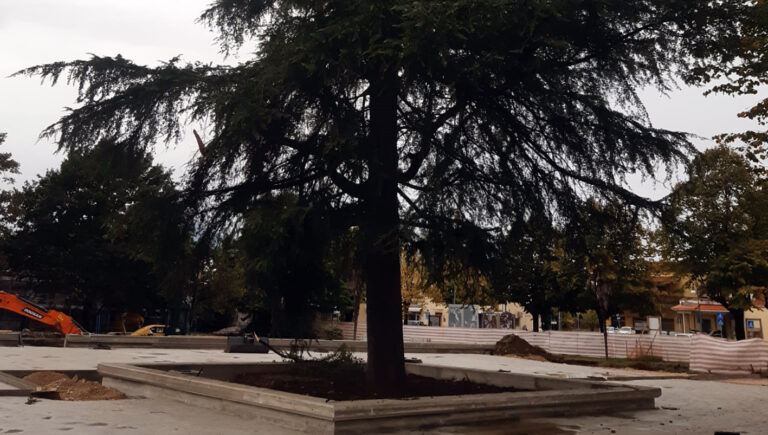 Frosinone – Piazza allo Scalo: valorizzato il patrimonio verde. Salvo lo storico cedro