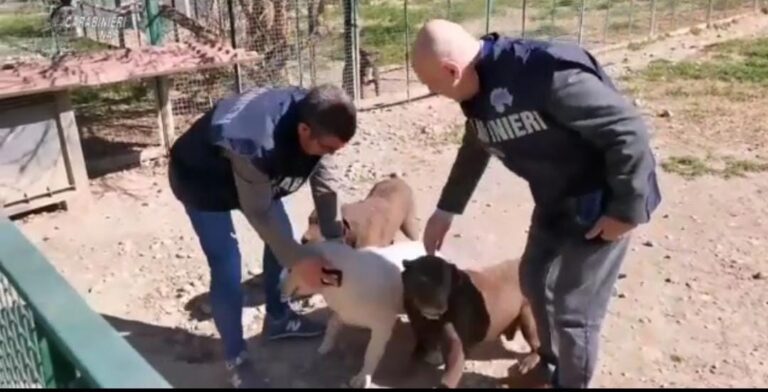 Controlli del Nas in canili e gattili: 6 richieste di sospensione attività