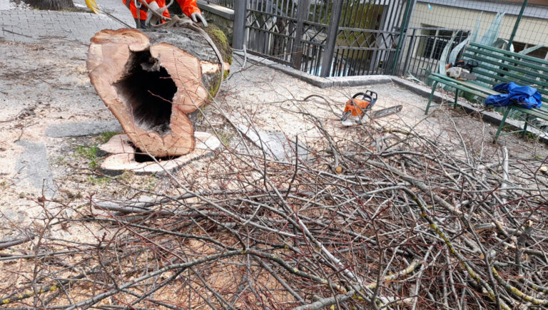 Frosinone, Scaccia: monitoraggio e cura del patrimonio arboreo per la sicurezza dei cittadini