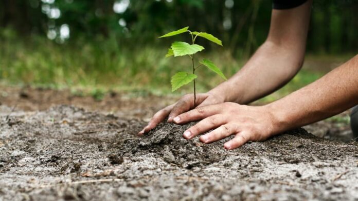 piantumazione-alberi piantumazione alberi
