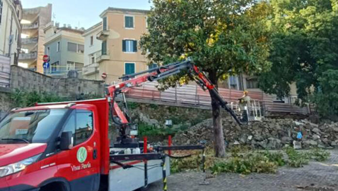 Frosinone, trasferita la magnolia, da largo Turriziani a corso Francia - SITO