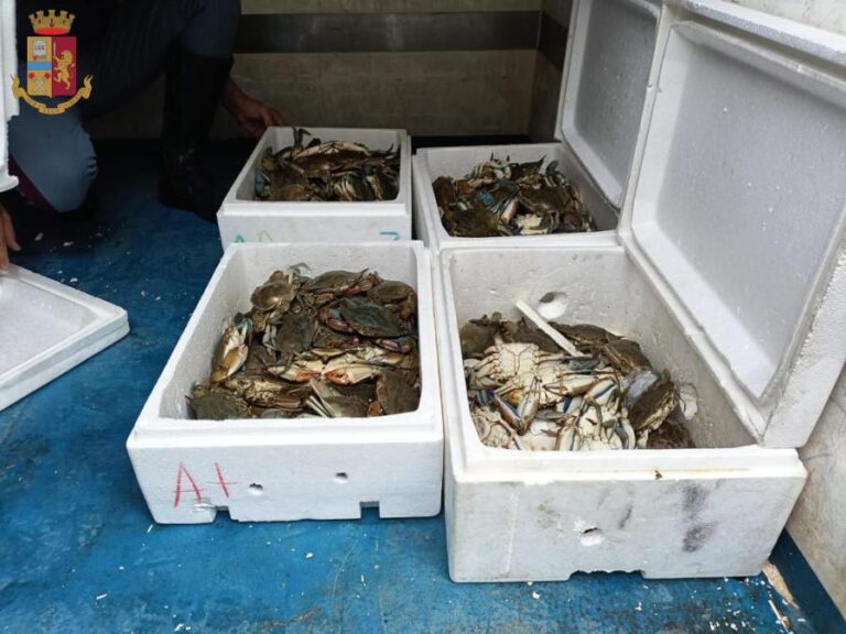 Frosinone – Sequestro di 30kg di crostacei conservati in pessime condizioni