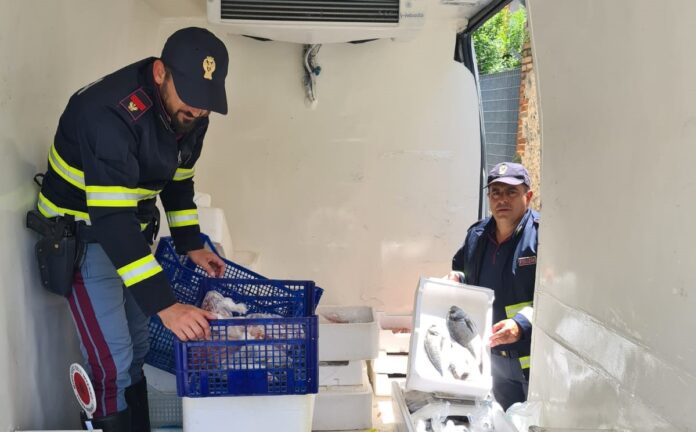 Sequestro pesce avariato stradale