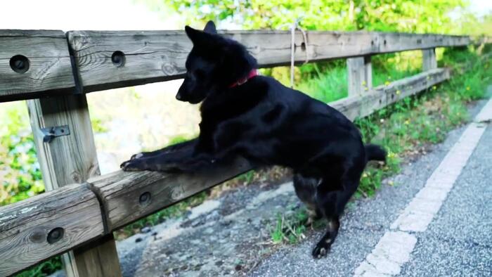 Veroli – Adozione di cani randagi ritrovati sul territorio comunale: opportunità e incentivi