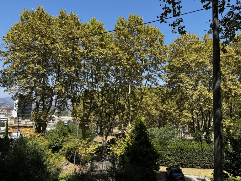 Frosinone, Legambiente lancia l’allarme per i platani dell’Alberata