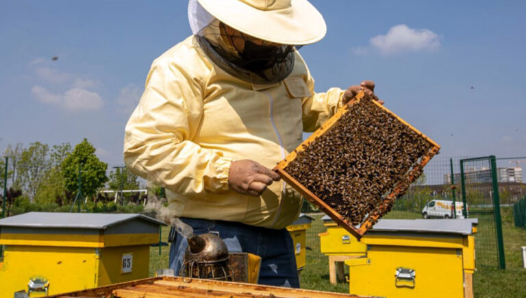 Apicoltura, costituita nel Lazio la Consulta apistica regionale