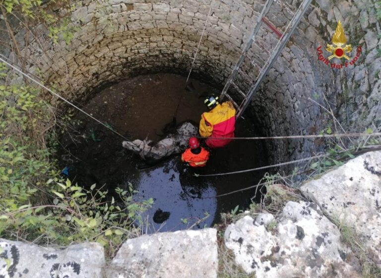 Vallecorsa, bovino scivola in un pozzo in alta montagna: salvato dai vigili del fuoco. In azione uomini ed elicottero