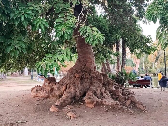 Albero dalle radici possenti
