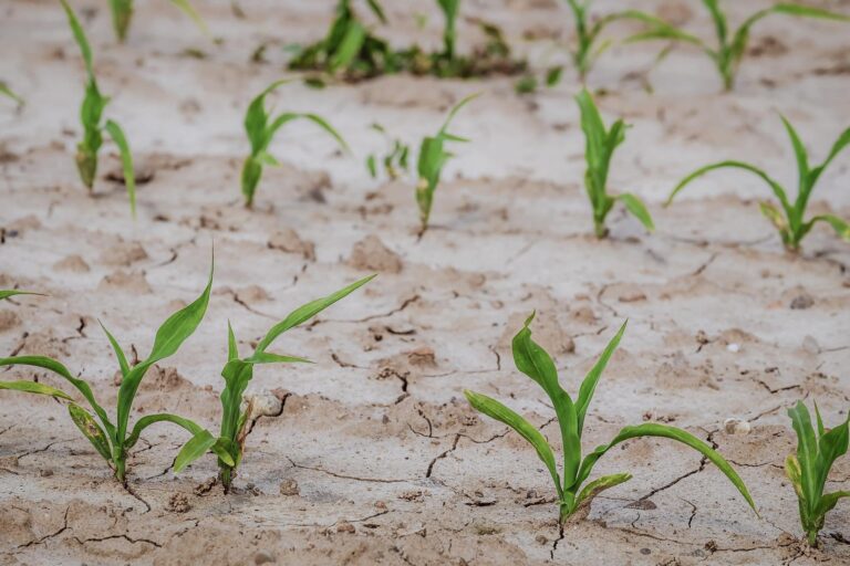 L’emergenza idrica e le preoccupazioni degli agricoltori