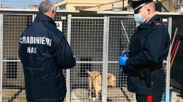 Cani denutriti e in pessime condizioni igieniche: irruzione dei Nas in un canile privato. Animali sotto sequestro