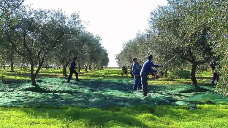 L’Olio d’oliva sotto l’urto dei cambiamenti climatici: un allarme di prezzi in ascesa