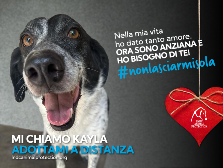 Natale, regalo last minute e di cuore: l’adozione a distanza di un cane malato o disabile come Kayla, Sonny e Milù