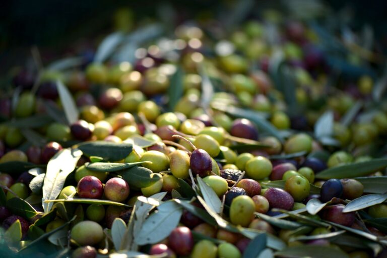 L’olio del territorio non delude