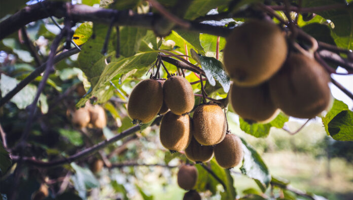 Kiwi - SITO