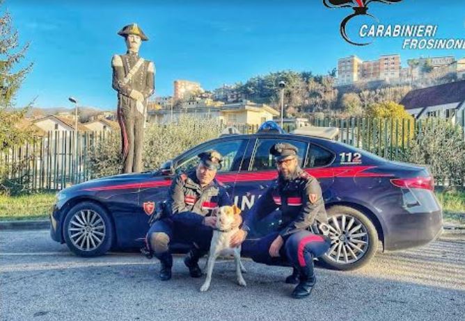 Cane salvato sulla superstrada dai carabinieri: vagava frastornato con rischio per sé e le auto in transito