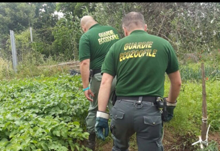 Fare Verde Fiuggi, parte il primo corso per guardie zoofile: domenica lezione inaugurale nel centro storico di Veroli