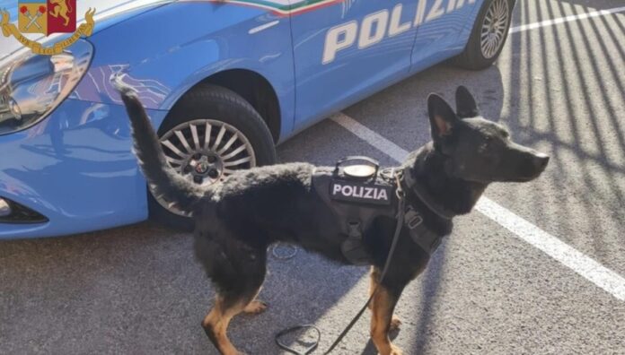 cane antidroga
