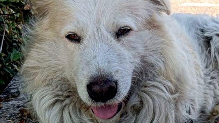 Regione – Uccidono a coltellate il cane di un senzatetto: identificati dalle telecamere