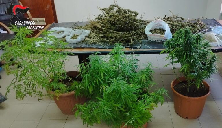Alatri – Coltivava marijuana sul balcone: arrestato