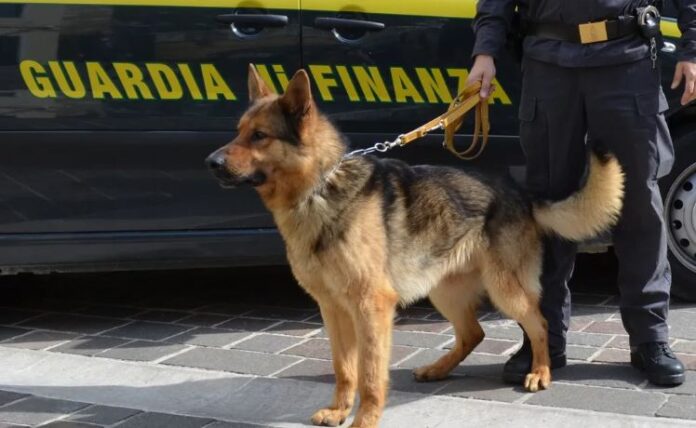 cane antidroga finanza