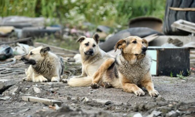 Veroli, puledri sbranati nella notte: l’allarme di un allevatore. Si temono branchi di cani rinselvatichiti o addirittura lupi