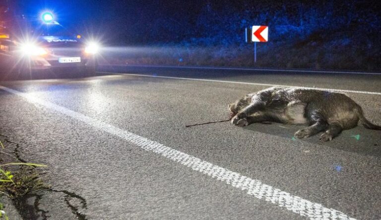 Auto contro cinghiale nel buio della sera: nessun ferito tra gli occupanti della macchina ma l’animale è morto