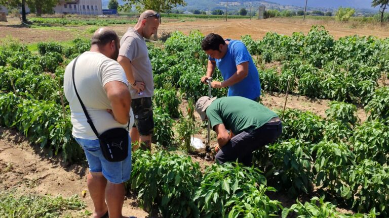 Pontecorvo, peperone dop: sopralluogo di Arsial e Crea nelle aziende produttrici