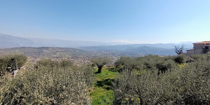 Alle radici della cultura dell'olio