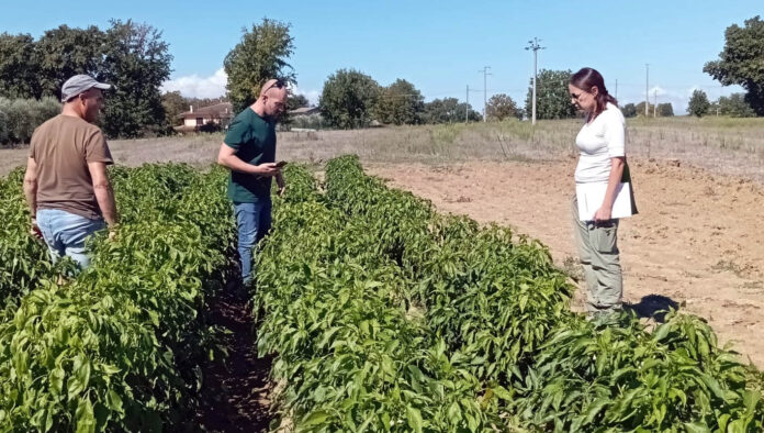 Pontecorvo, nuove verifiche per la certificazione dei peperoni Dop - SITO