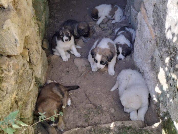 cuccioli randagi volontari raccolta fondi cuccioli randagi volontari raccolta fondi