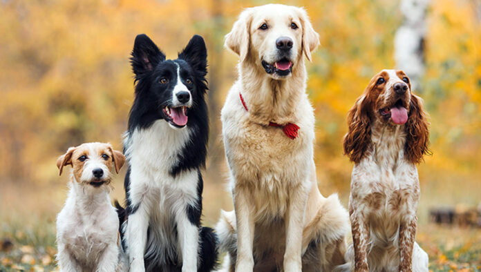 CANI - SITO Frosinone Cani in città Benessere animale