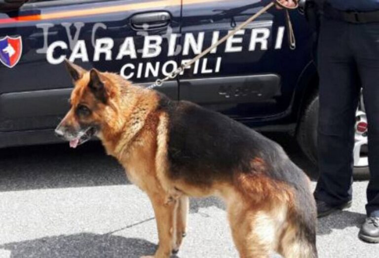 cani droga ceccano carabinieri blitz alba armi