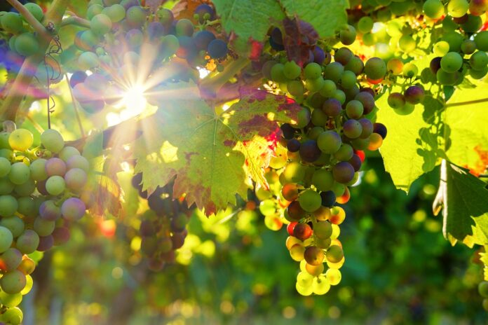 uva vino sole