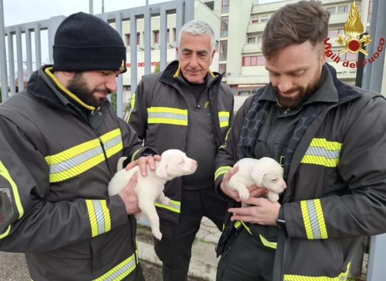 cuccioli cagnolini vigilidel fuoco frosinone
