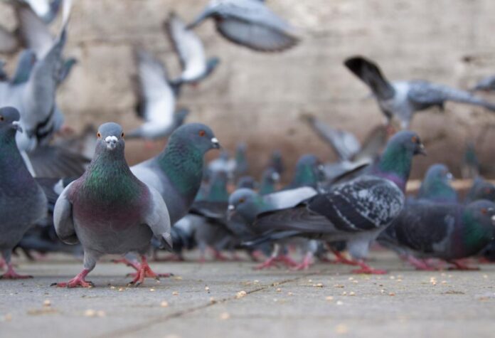 piccioni piccioni