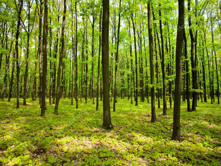 alberi_foresta_1