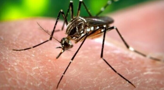 West Nile virus zanzare West Nile virus zanzare