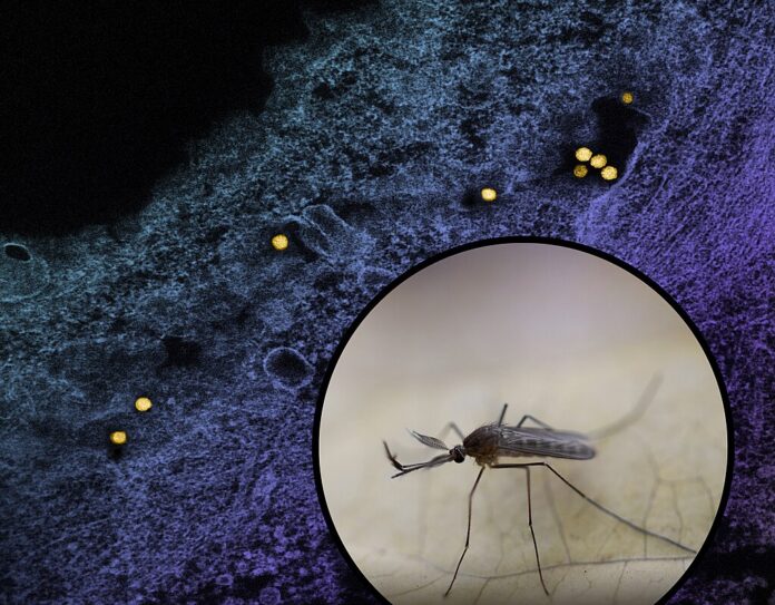 West Nile Virus Lazio West Nile Virus Lazio