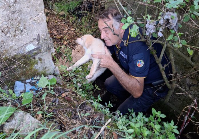 cane tombino boville ernica